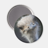 Ostrich Magnet (Vorderseite/Rückseite)