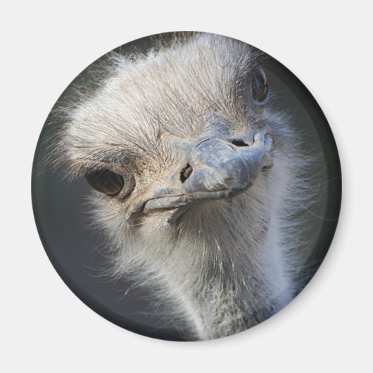 Ostrich Magnet (Vorne)