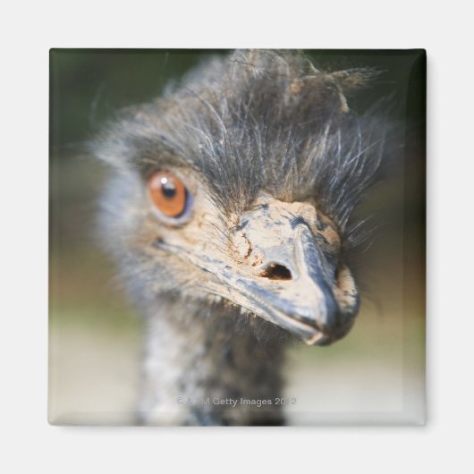 Ostrich Magnet (Vorne)