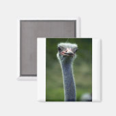 Ostrich Magnet (Vorderseite/Rückseite)