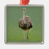 Ostrich Ornament Aus Metall (Vorne)