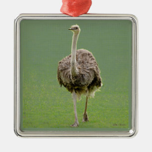 Ostrich Ornament Aus Metall