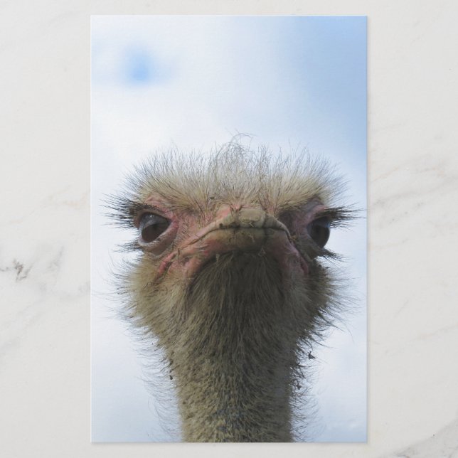 Ostrich Portrait (Vorderseite)