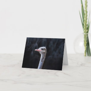ostrich portrait dankeskarte