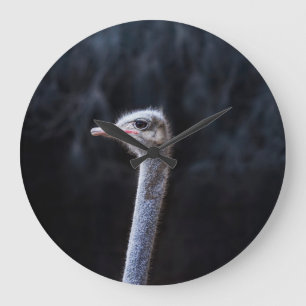 ostrich portrait große wanduhr