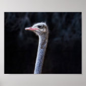 ostrich portrait poster (Vorne)
