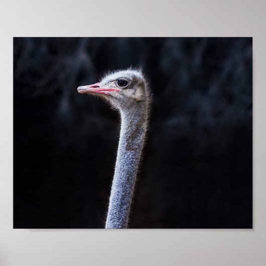ostrich portrait poster (Vorne)