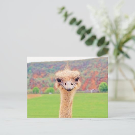 Ostrich-Portrait Postkarte (Stehend Vorderseite)