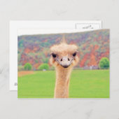 Ostrich-Portrait Postkarte (Vorne/Hinten)