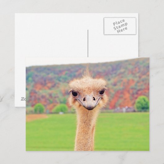 Ostrich-Portrait Postkarte (Vorne/Hinten)