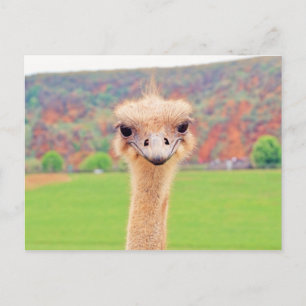 Ostrich-Portrait Postkarte