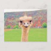 Ostrich-Portrait Postkarte (Vorderseite)