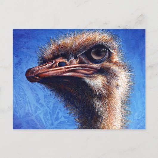 Ostrich Post Card Postkarte (Vorderseite)