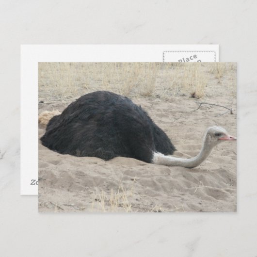 Ostrich Postcard Postkarte (Vorne/Hinten)