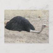 Ostrich Postcard Postkarte (Vorderseite)