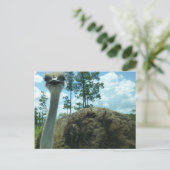 Ostrich Postcard Postkarte (Stehend Vorderseite)