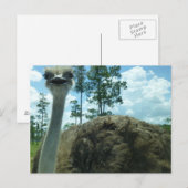 Ostrich Postcard Postkarte (Vorne/Hinten)