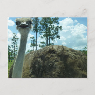 Ostrich Postcard Postkarte