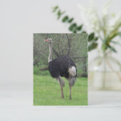 Ostrich Postcard Postkarte (Stehend Vorderseite)