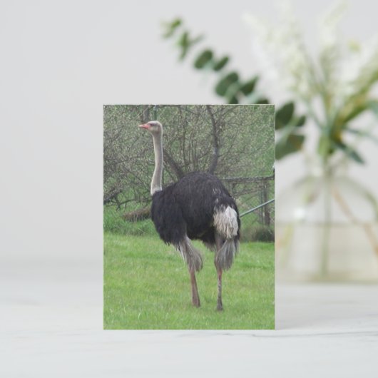 Ostrich Postcard Postkarte (Stehend Vorderseite)