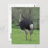 Ostrich Postcard Postkarte (Vorne/Hinten)