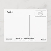 Ostrich Postcard Postkarte (Rückseite)