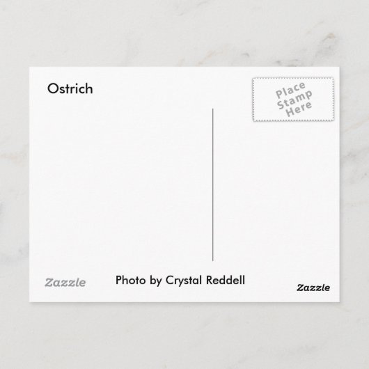 Ostrich Postcard Postkarte (Rückseite)