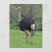 Ostrich Postcard Postkarte (Vorderseite)
