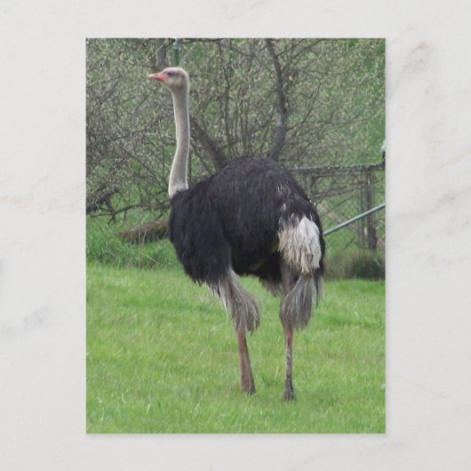 Ostrich Postcard Postkarte (Vorderseite)