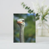 Ostrich Postcard Postkarte (Stehend Vorderseite)