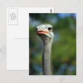 Ostrich Postcard Postkarte (Vorne/Hinten)