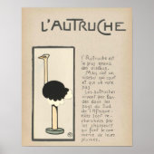 Ostrich Poster (Vorne)
