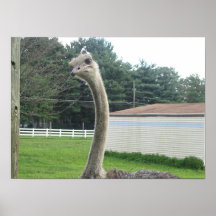Ostrich