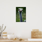 Ostrich Poster (Küche)