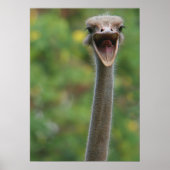 Ostrich Poster (Vorne)