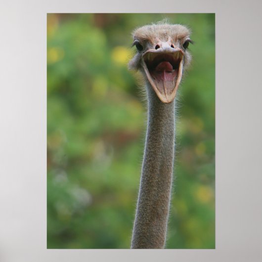Ostrich Poster (Vorne)