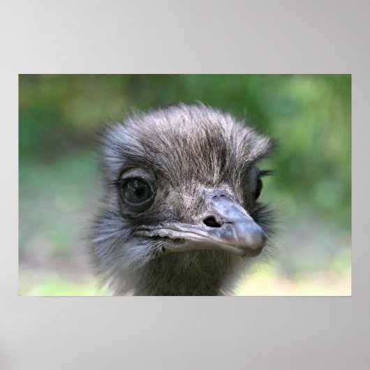 Ostrich Poster (Vorne)