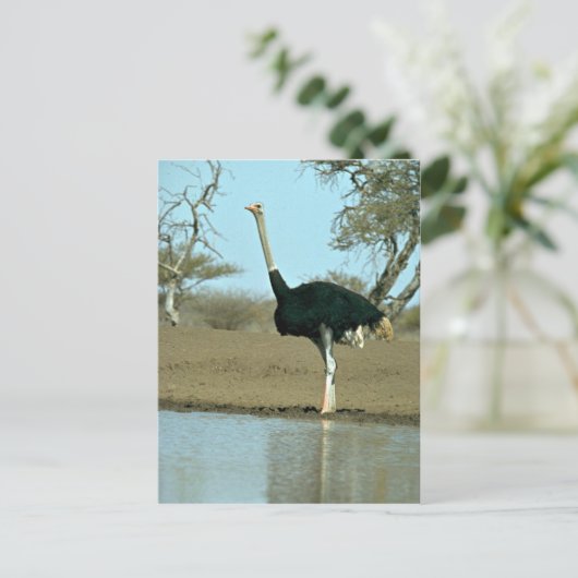 Ostrich Postkarte (Stehend Vorderseite)