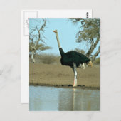 Ostrich Postkarte (Vorne/Hinten)