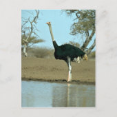 Ostrich Postkarte (Vorderseite)