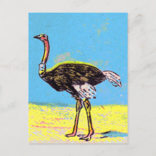 Ostrich Postkarte