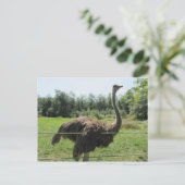 Ostrich Postkarte (Stehend Vorderseite)