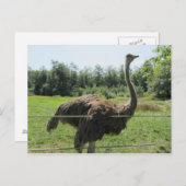 Ostrich Postkarte (Vorne/Hinten)