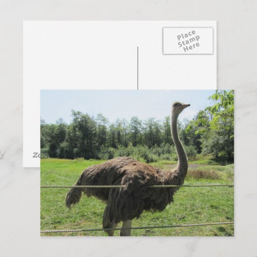 Ostrich Postkarte (Vorne/Hinten)