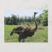 Ostrich Postkarte (Vorderseite)