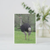 Ostrich Postkarte (Stehend Vorderseite)