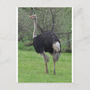 Ostrich Postkarte