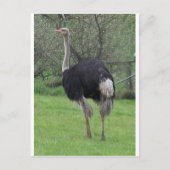 Ostrich Postkarte (Vorderseite)