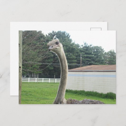 Ostrich Postkarte (Vorne/Hinten)