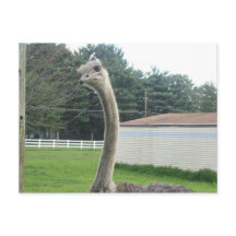 Ostrich